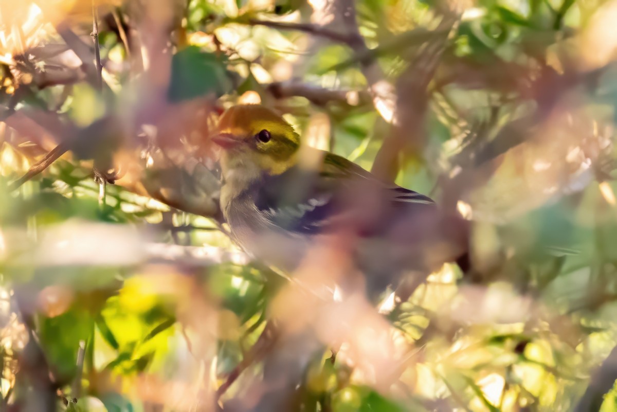 Black-throated Green Warbler - ML627168134