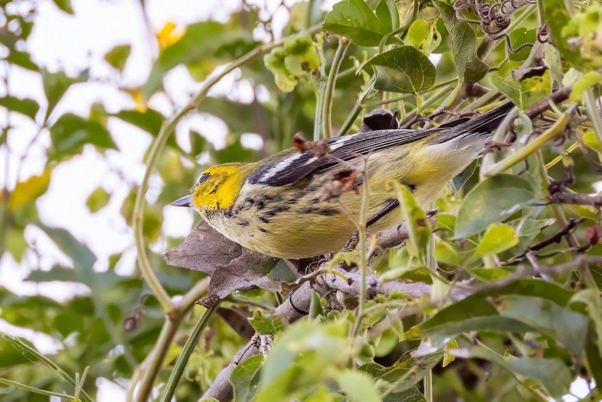 Black-throated Green Warbler - ML627168137
