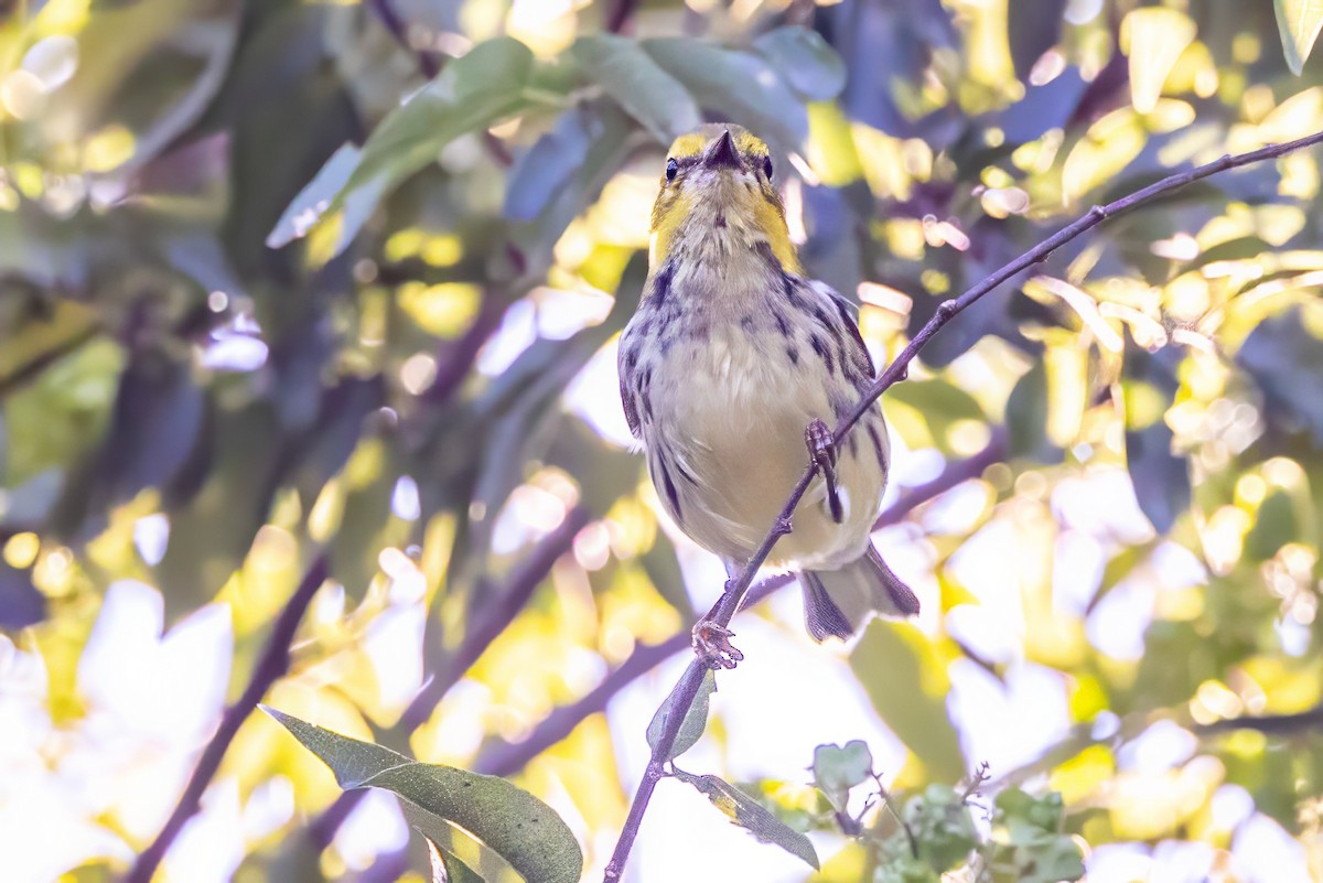 Black-throated Green Warbler - ML627168140