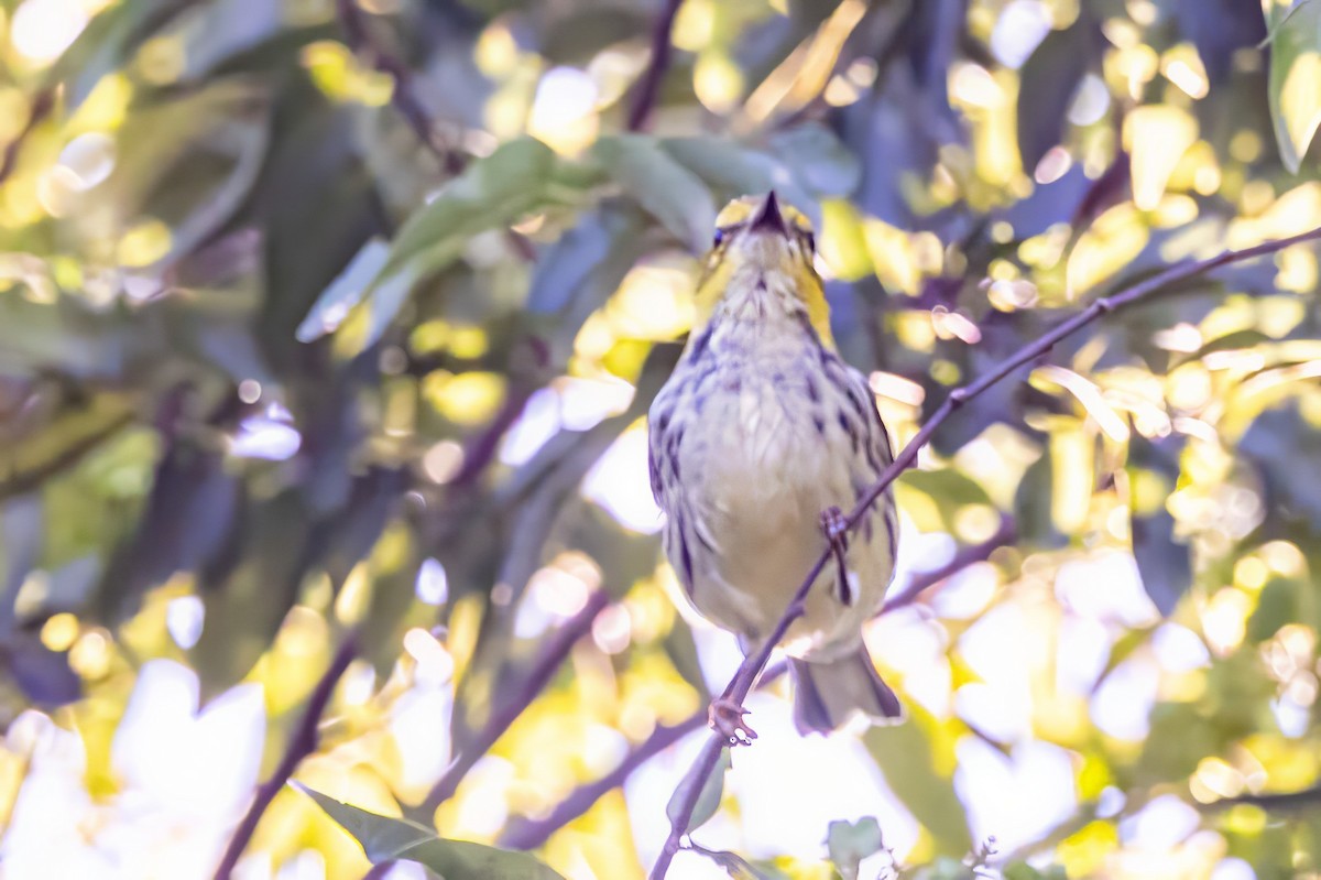 Black-throated Green Warbler - ML627168142