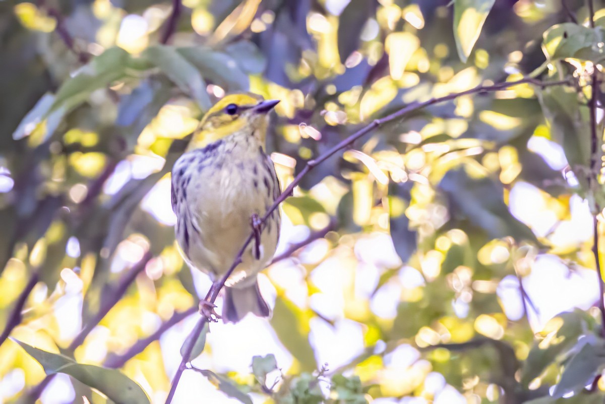 Black-throated Green Warbler - ML627168147