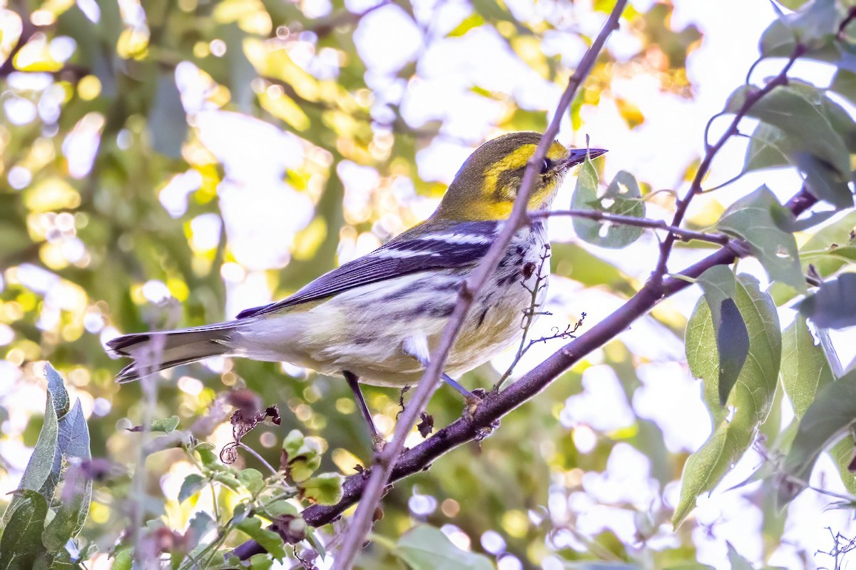 Black-throated Green Warbler - ML627168148