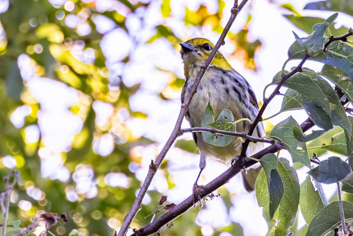 Black-throated Green Warbler - ML627168149