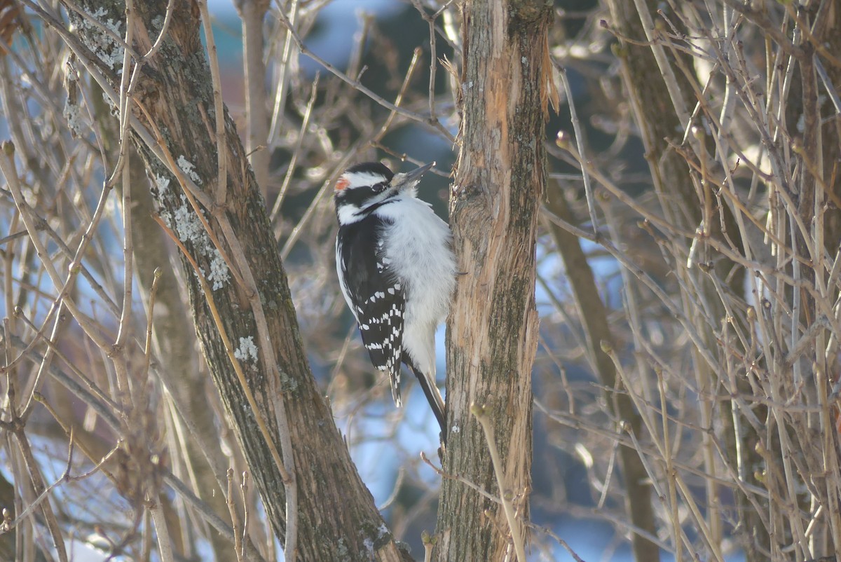 strakapoud americký - ML627168150