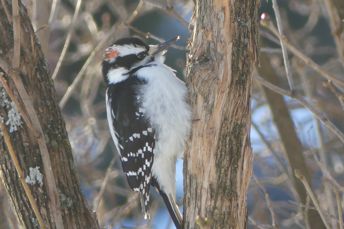 strakapoud americký - ML627168177