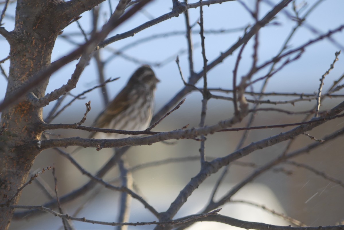 hýl nachový - ML627168202