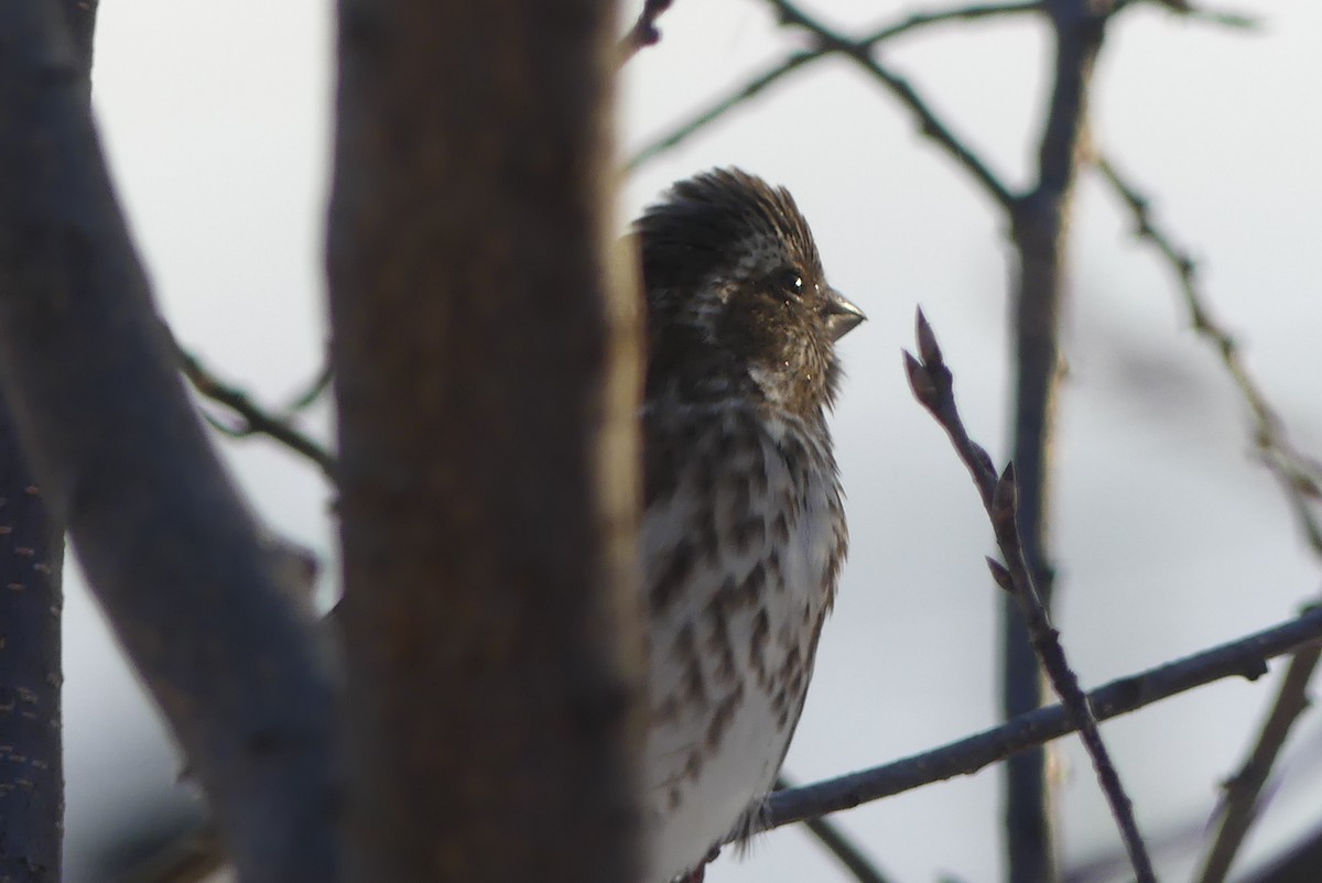 hýl nachový - ML627168227