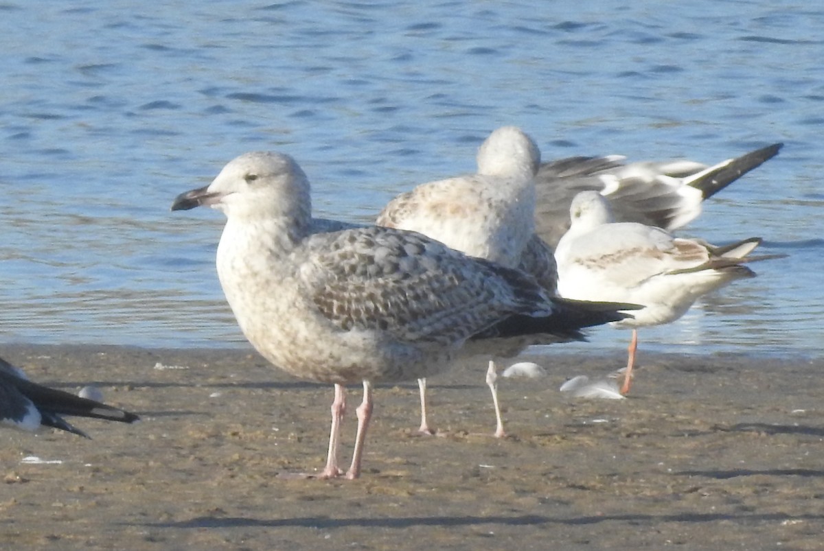 שחף בלתי-מזוהה (גדול) - ML627168243