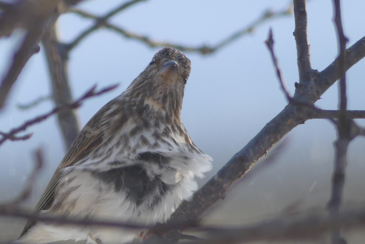 hýl nachový - ML627168249