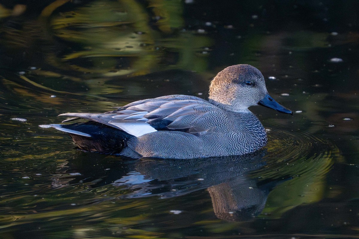 Gadwall - ML627168274