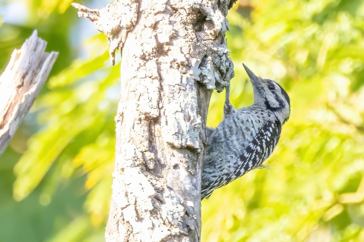 Ladder-backed Woodpecker - ML627168275