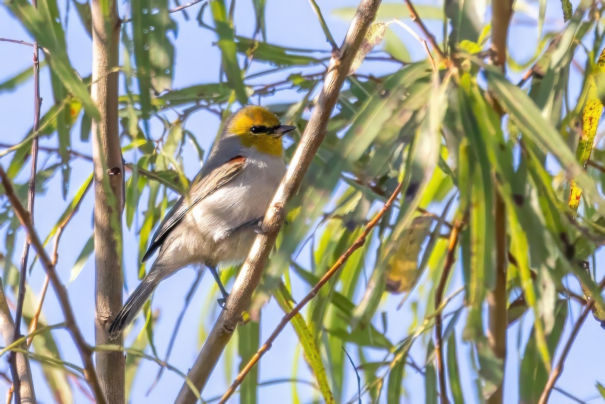 Verdin - ML627168506