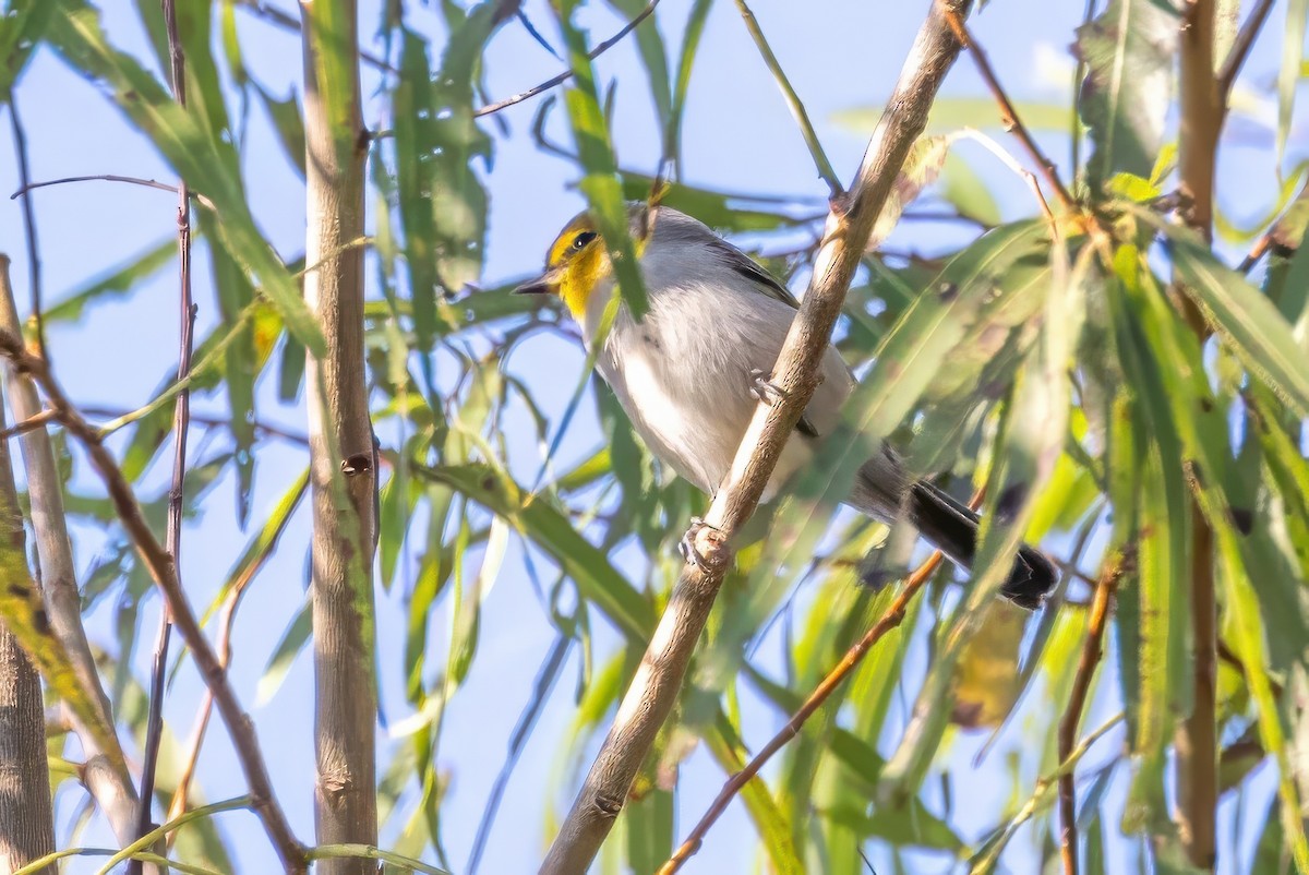Verdin - ML627168507