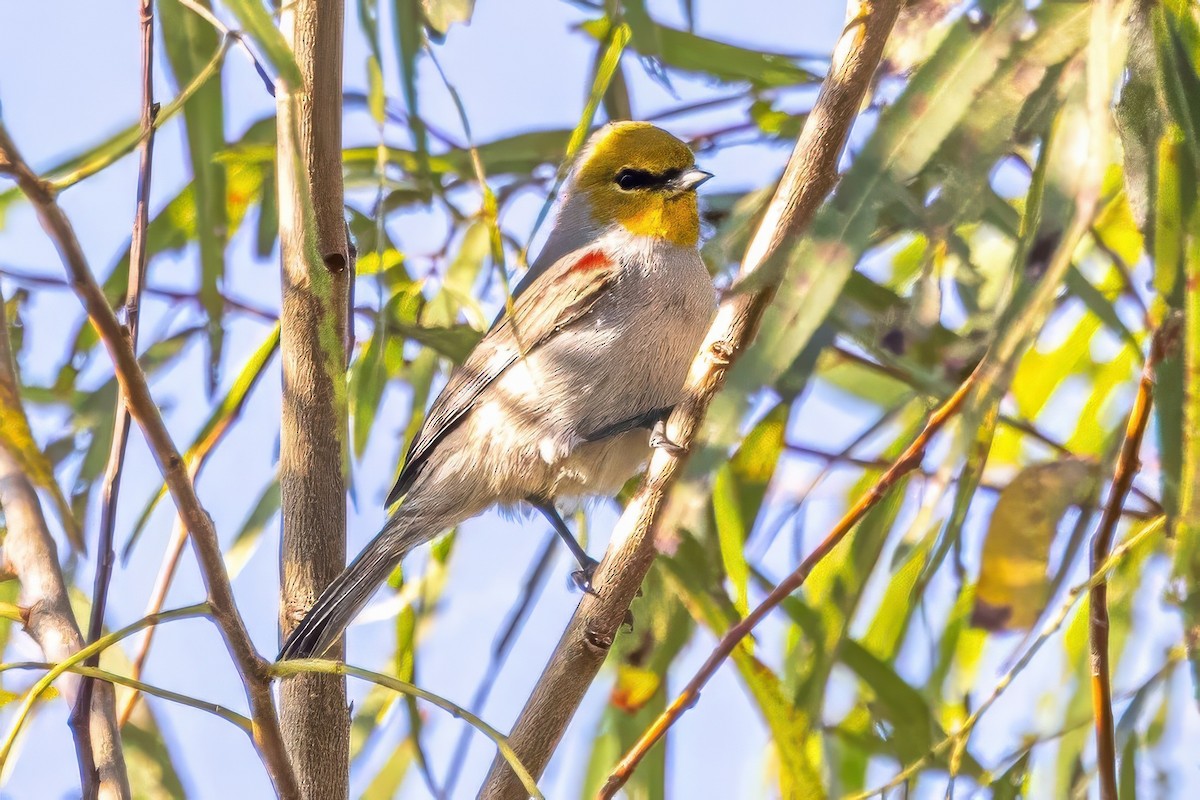 Verdin - ML627168513