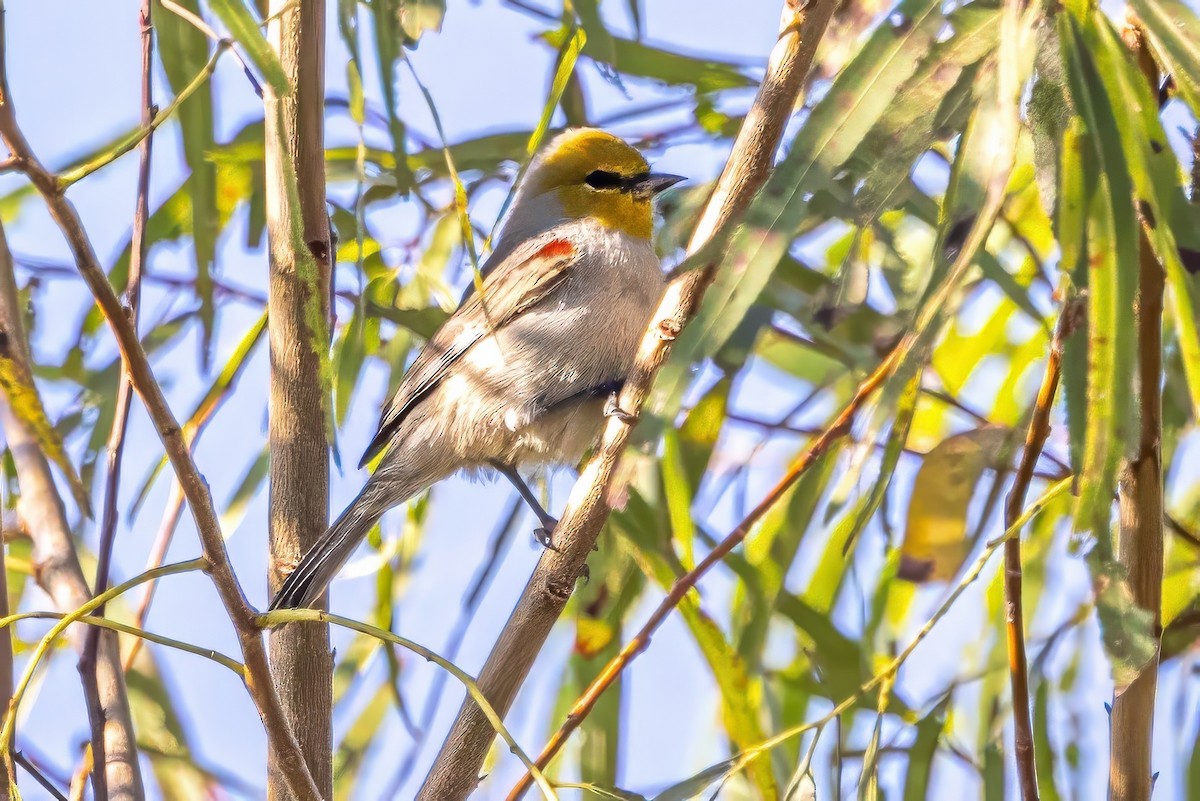 Verdin - ML627168553