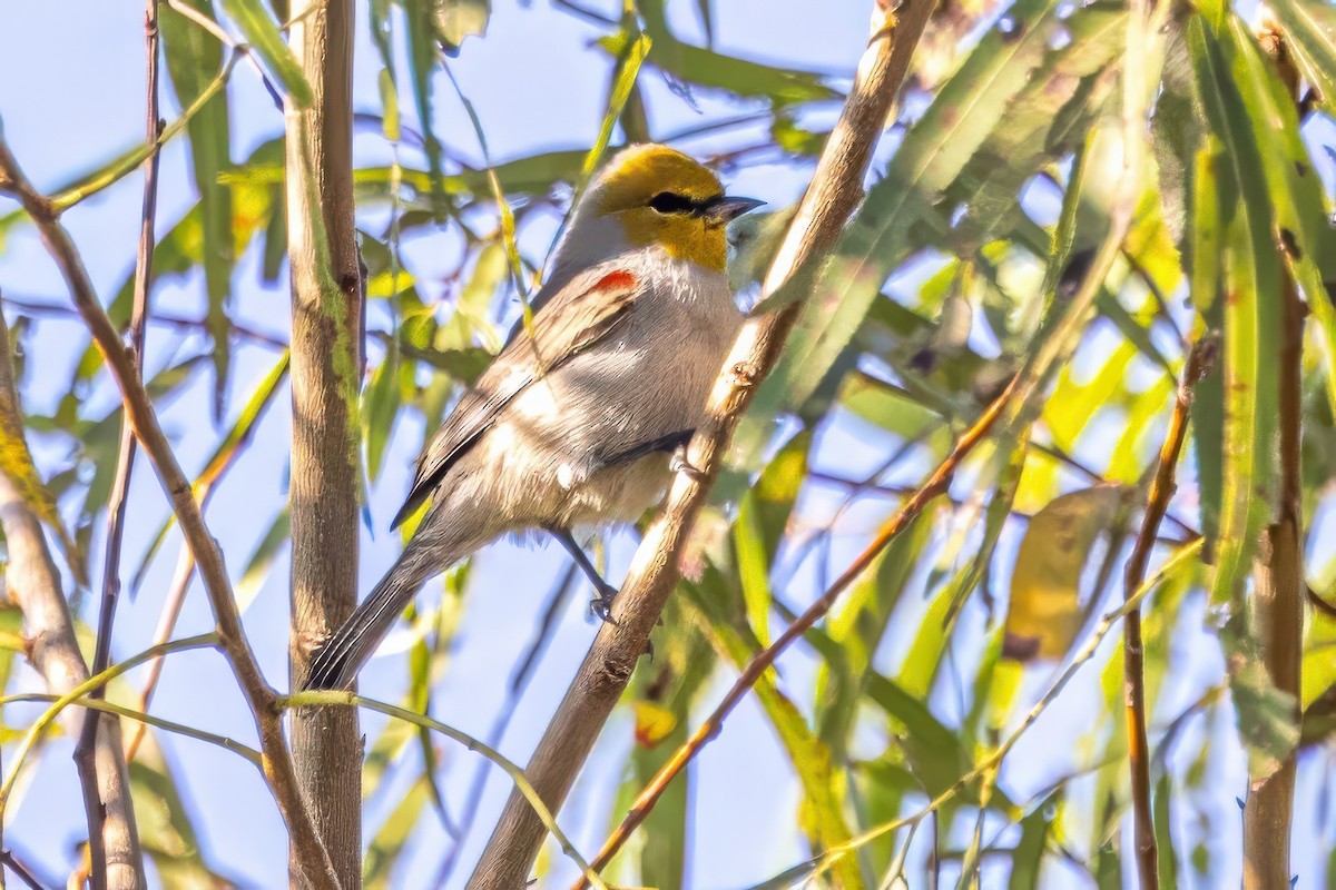 Verdin - ML627168554
