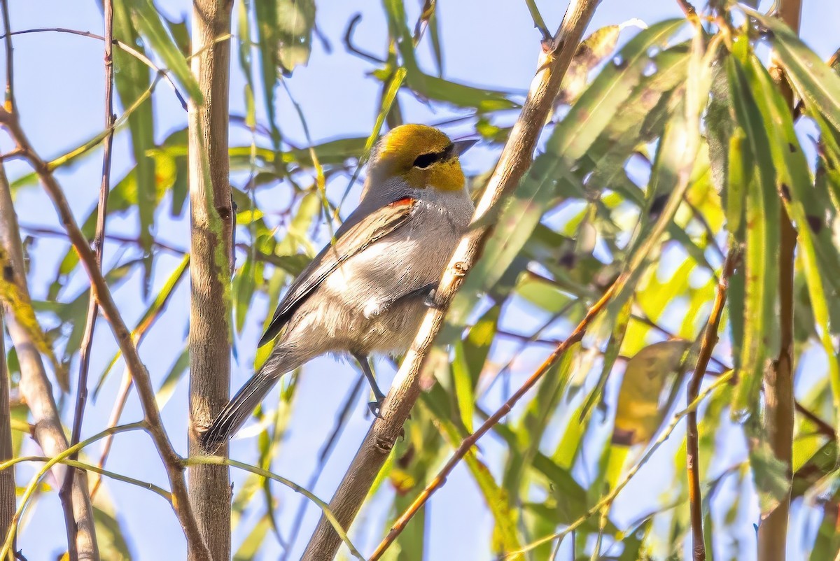 Verdin - ML627168557