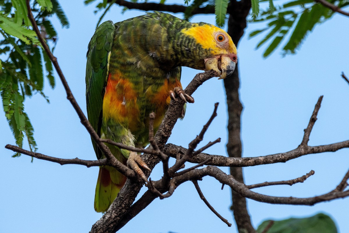 Yellow-faced Parrot - ML627168637