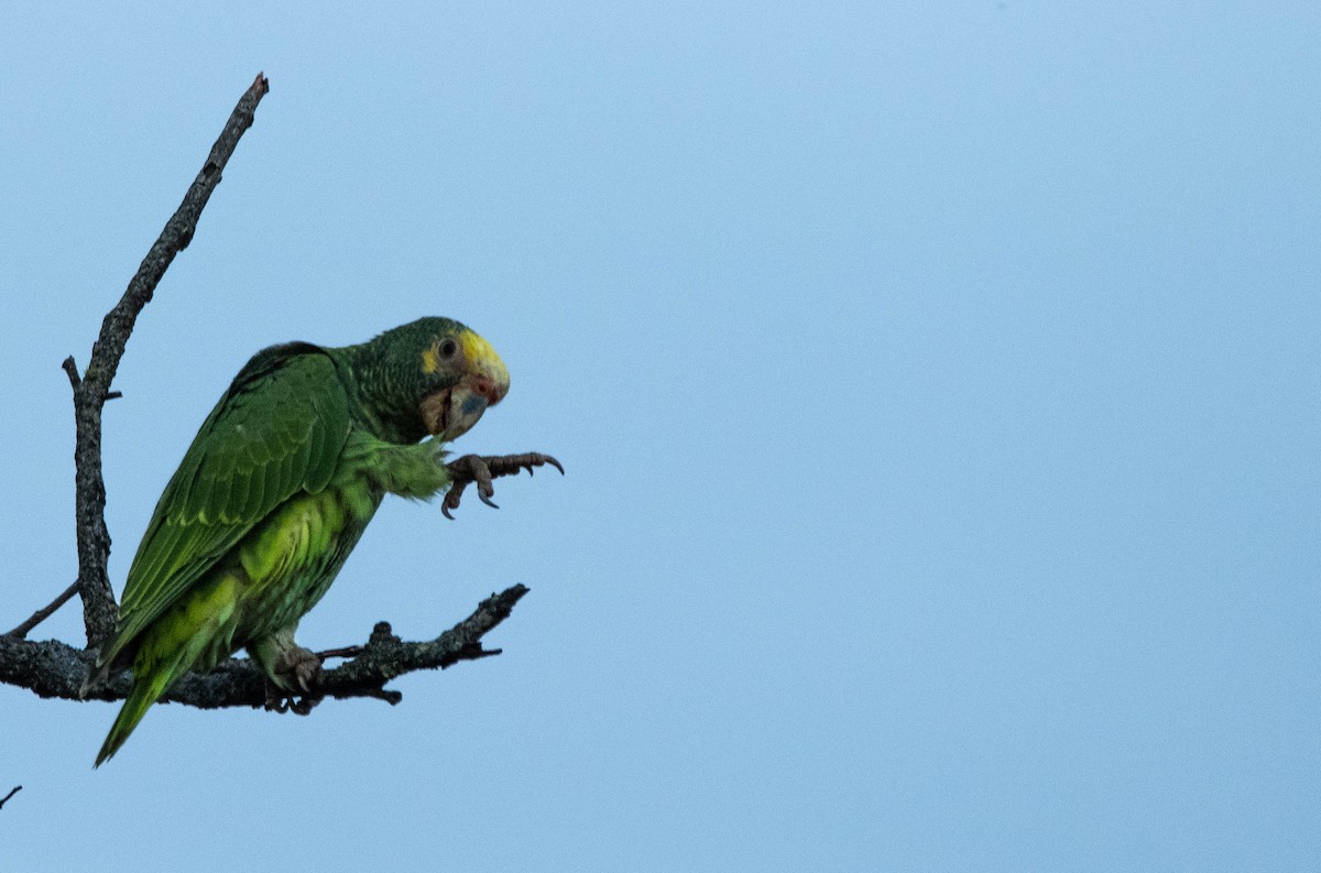 Yellow-faced Parrot - ML627168727