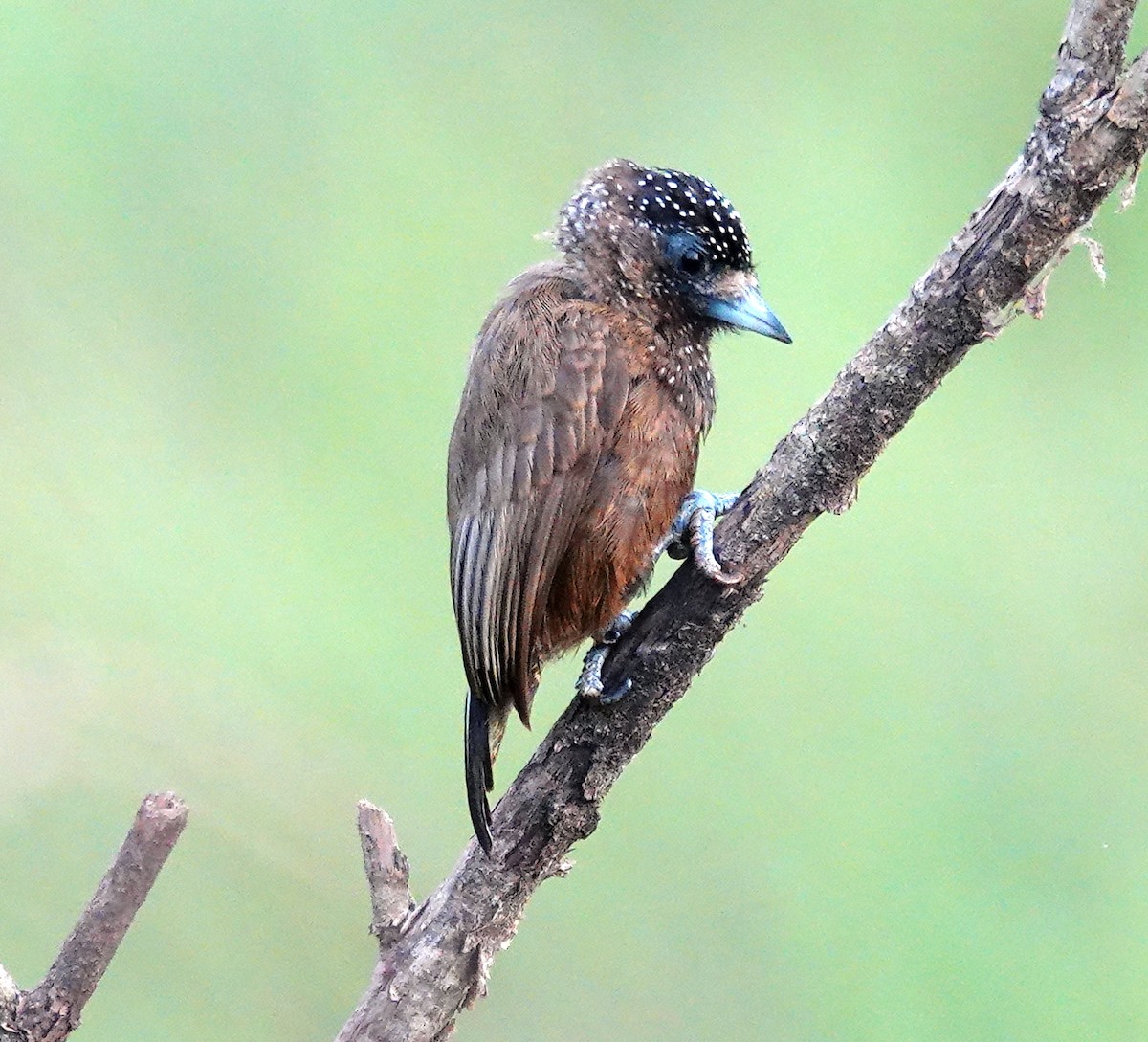 Varzea Piculet - ML627168733