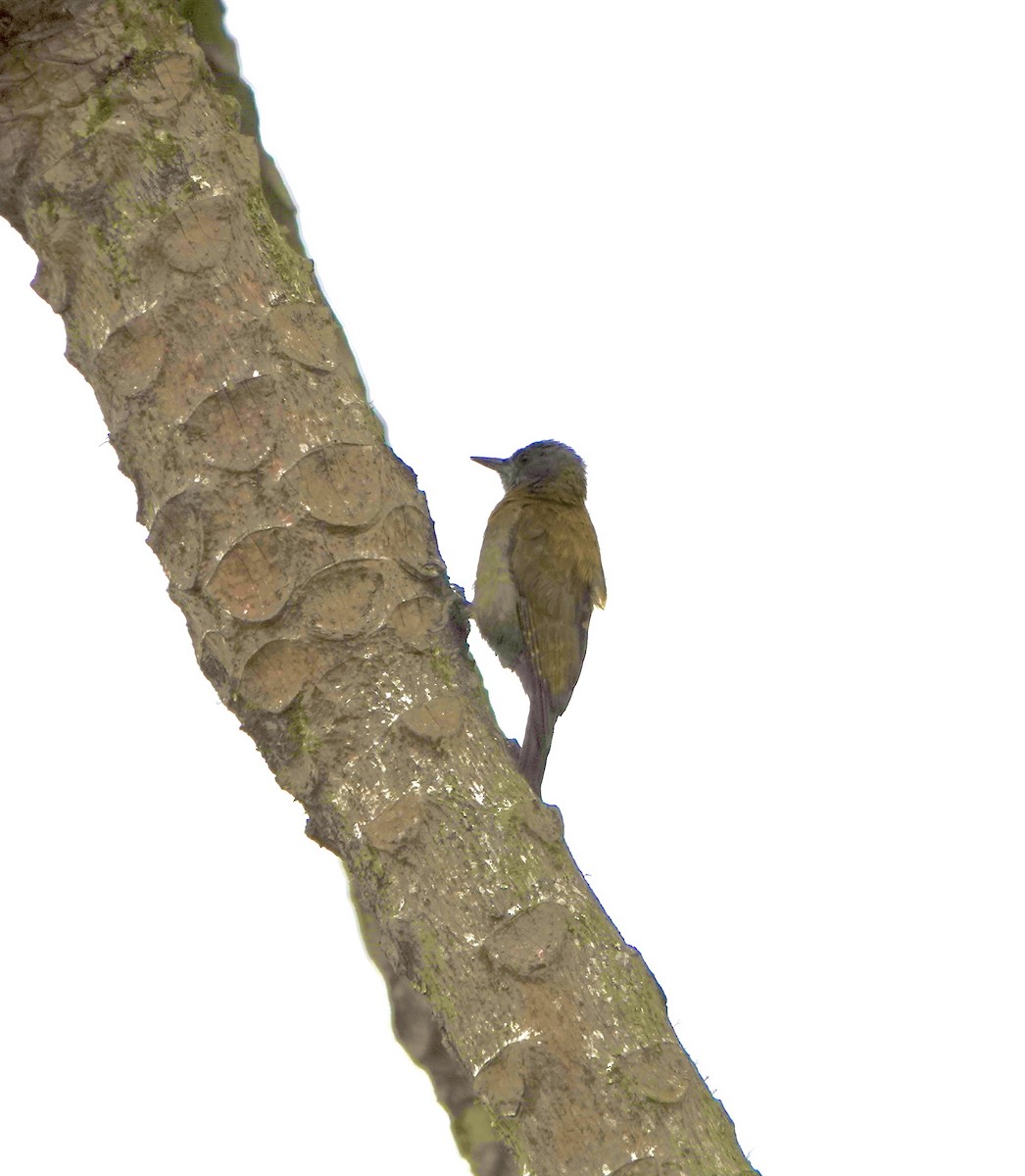 Olive Woodpecker - ML627168749