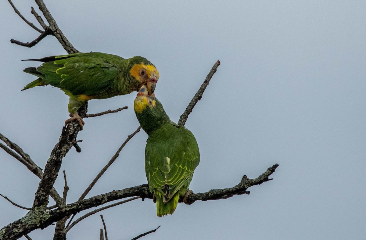 Yellow-faced Parrot - ML627168785