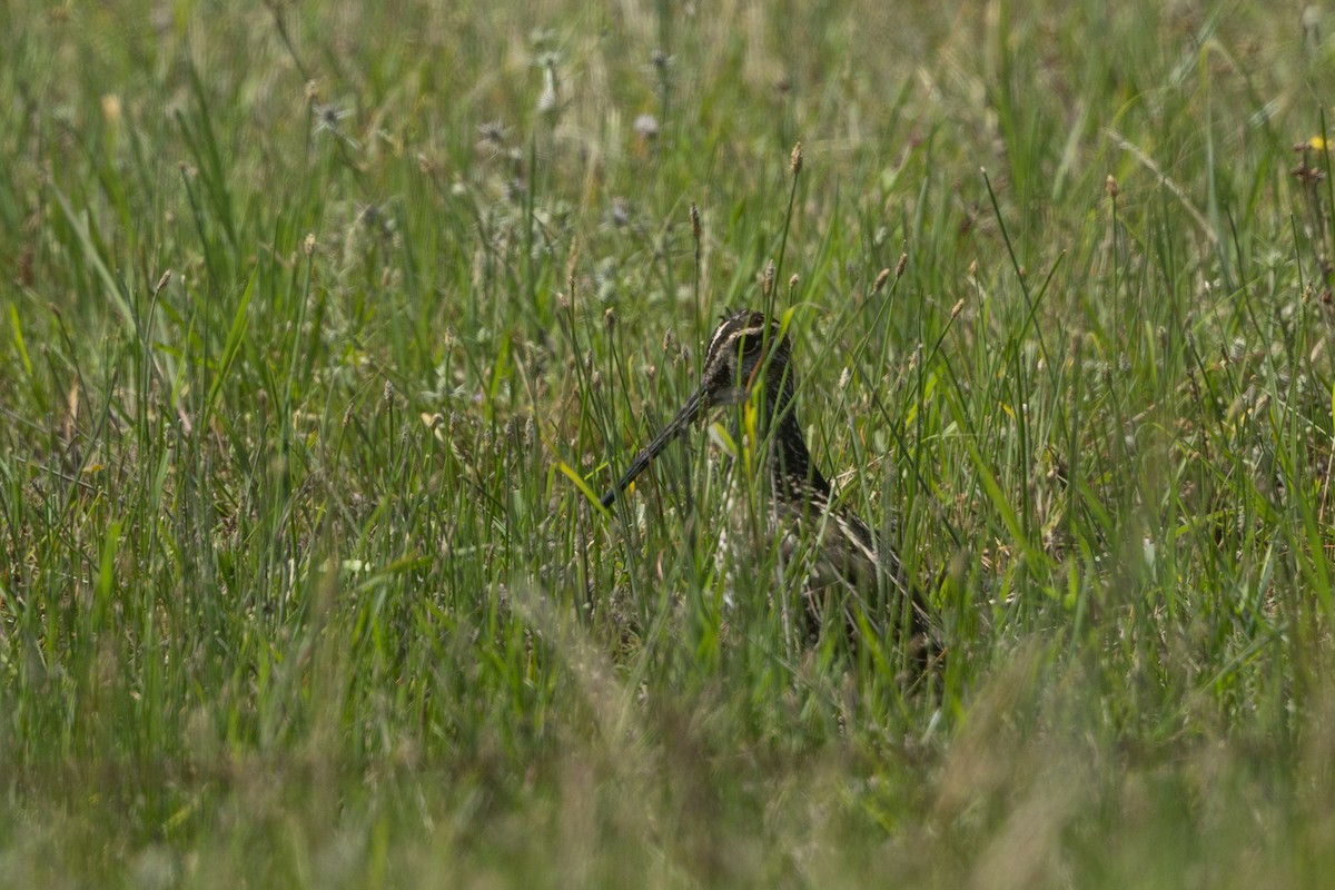 Pantanal Snipe - ML627168852