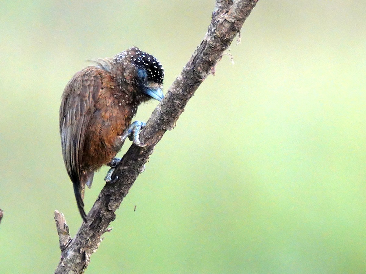 Varzea Piculet - ML627169015