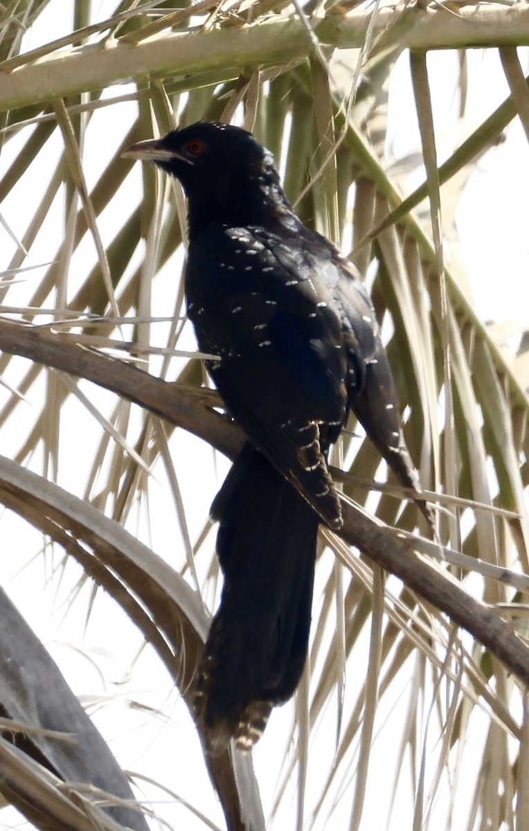 Asian Koel - ML627169074