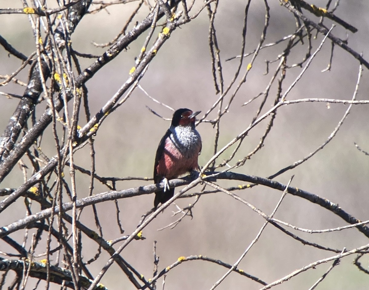 Lewis's Woodpecker - ML627169099