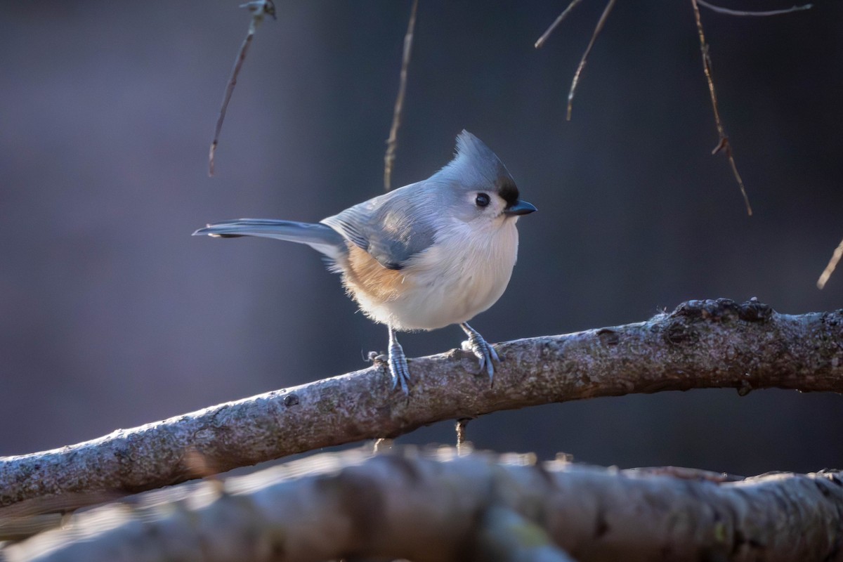 Tufted Titmouse - ML627169105