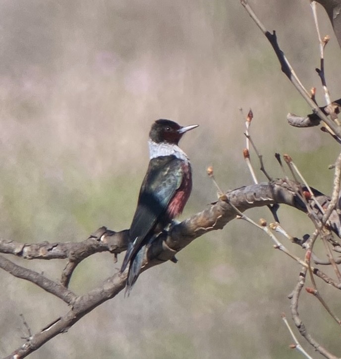 Lewis's Woodpecker - ML627169130
