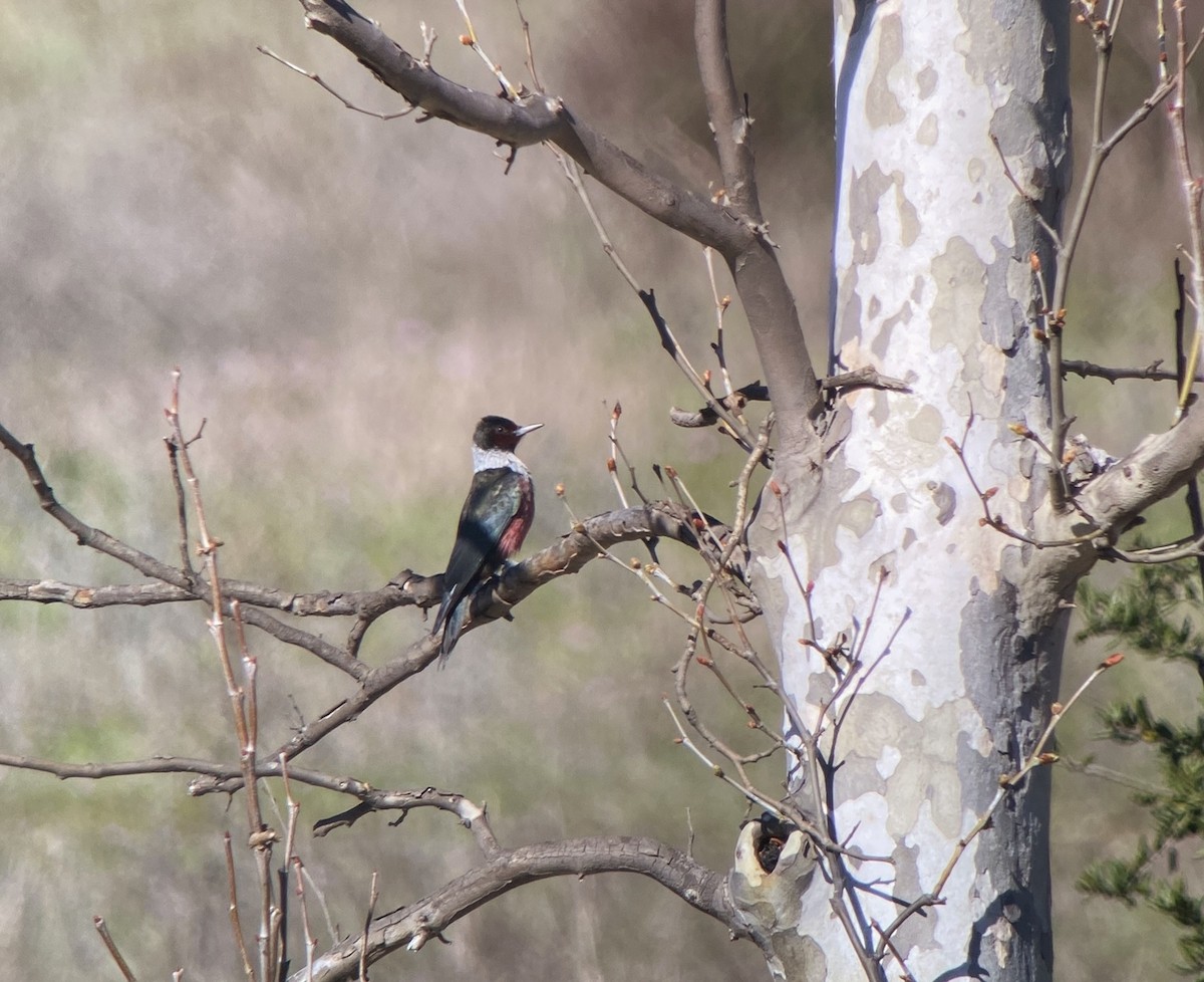 Lewis's Woodpecker - ML627169131