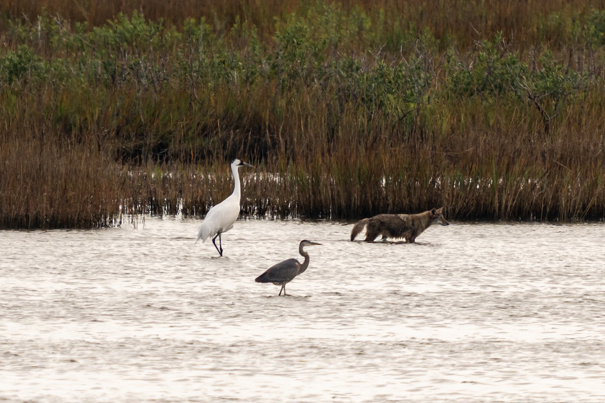 Whooping Crane - ML627169313