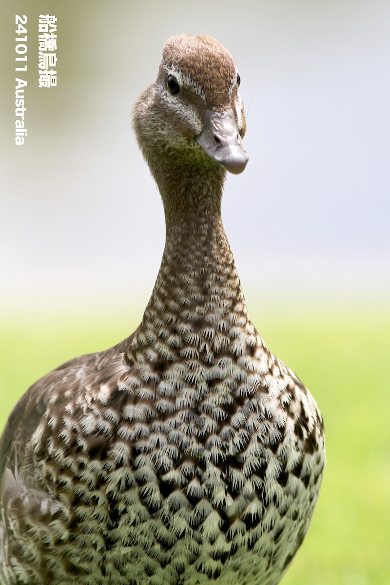 Maned Duck - ML627169380