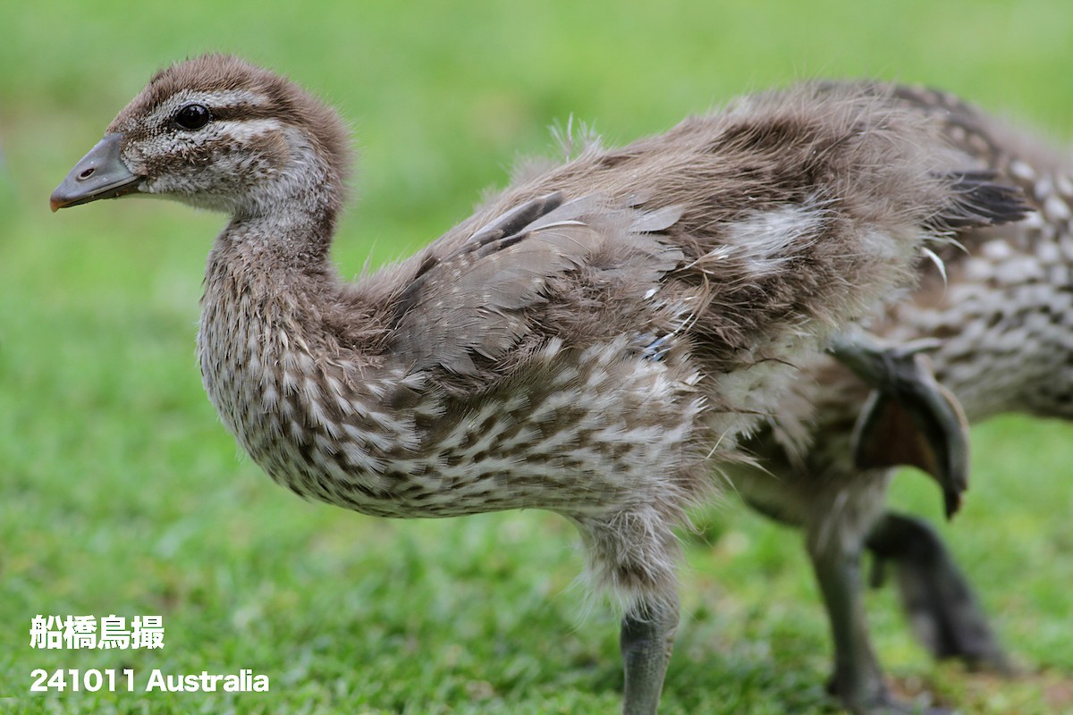 Maned Duck - ML627169384