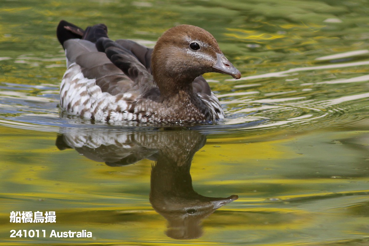 Maned Duck - ML627169387