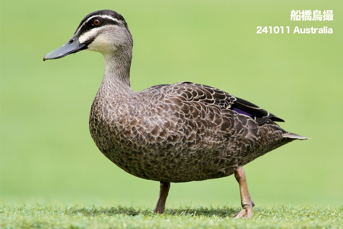 Pacific Black Duck - ML627169390