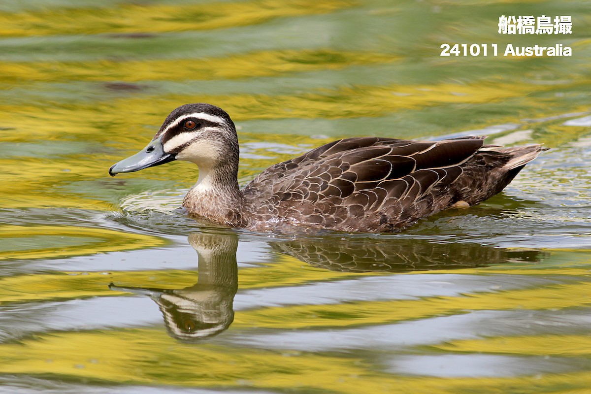 Pacific Black Duck - ML627169397