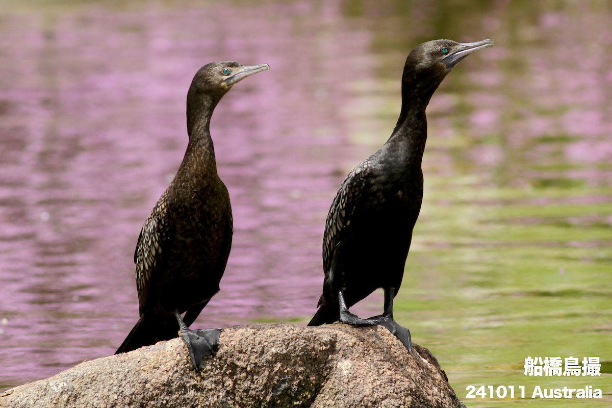 Little Black Cormorant - ML627169429