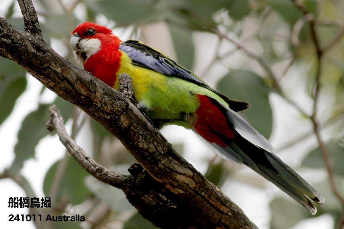 Eastern Rosella - ML627169436