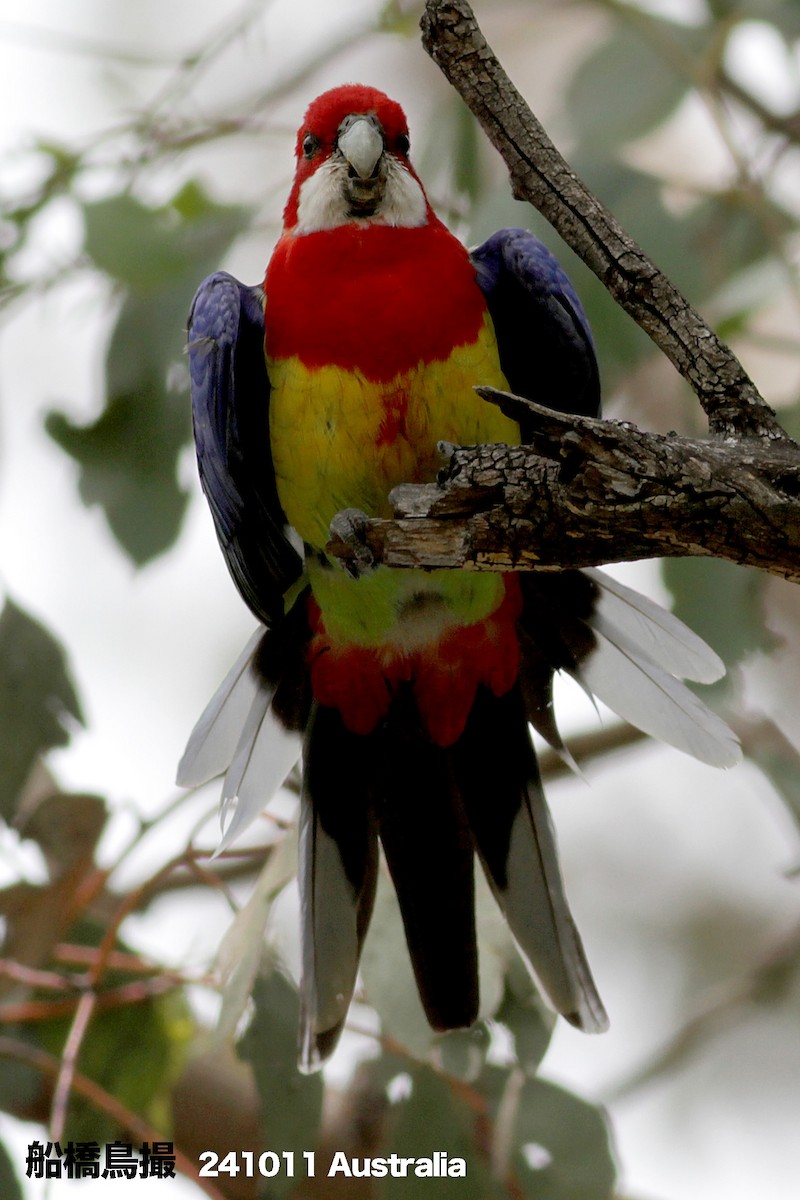 Eastern Rosella - ML627169441