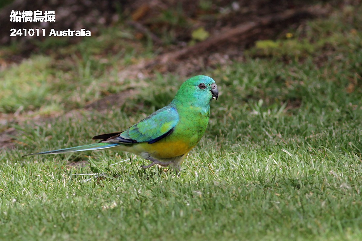Red-rumped Parrot - ML627169443