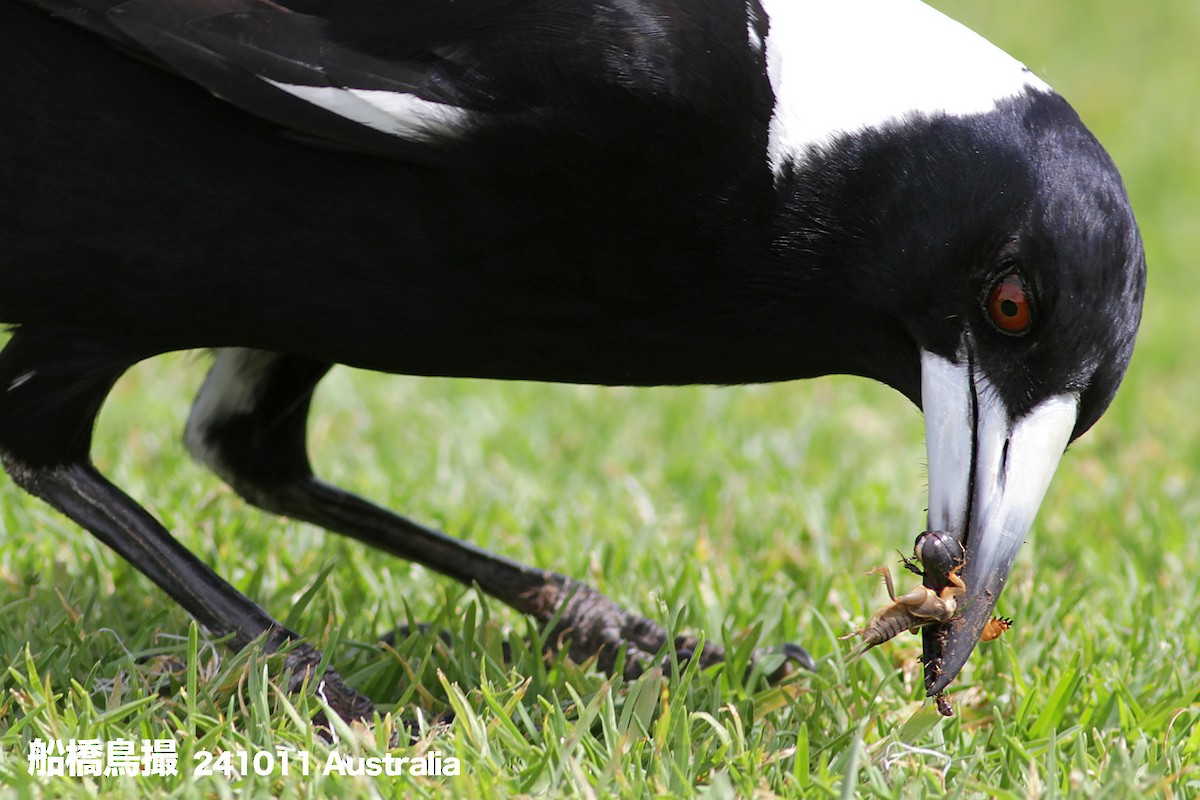 Australian Magpie - ML627169453
