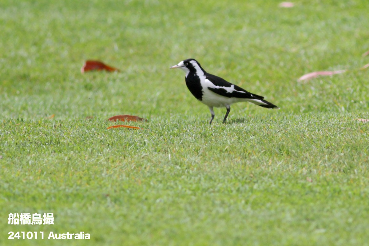 Magpie-lark - ML627169458