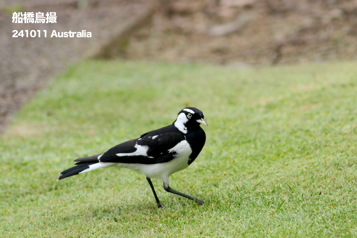 Magpie-lark - ML627169460