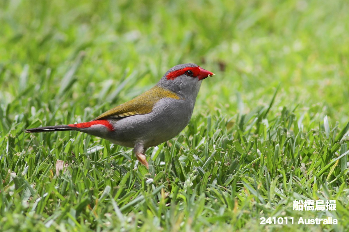 Red-browed Firetail - ML627169463