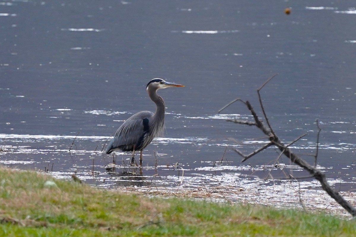 volavka velká - ML627169620