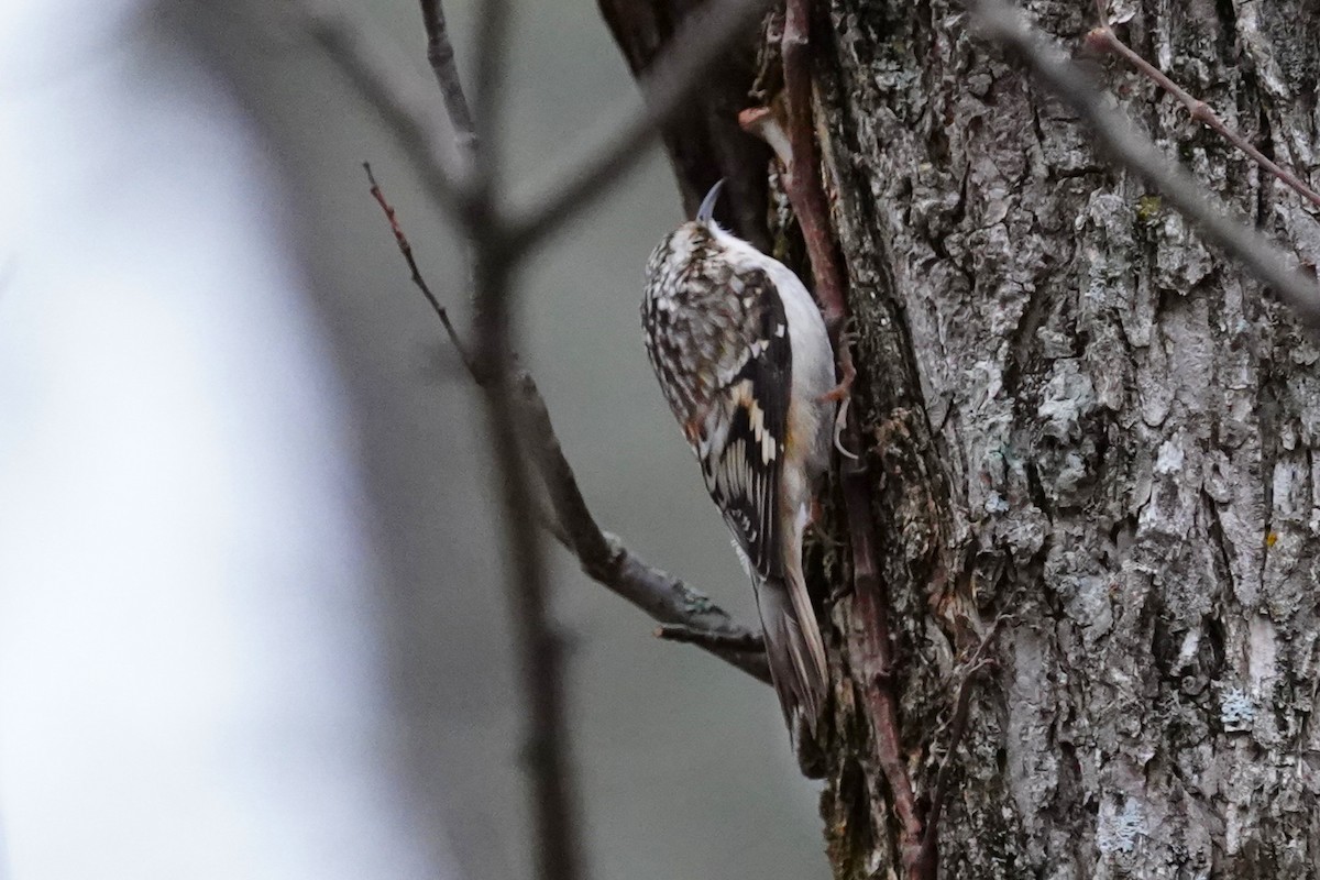 šoupálek americký - ML627169659