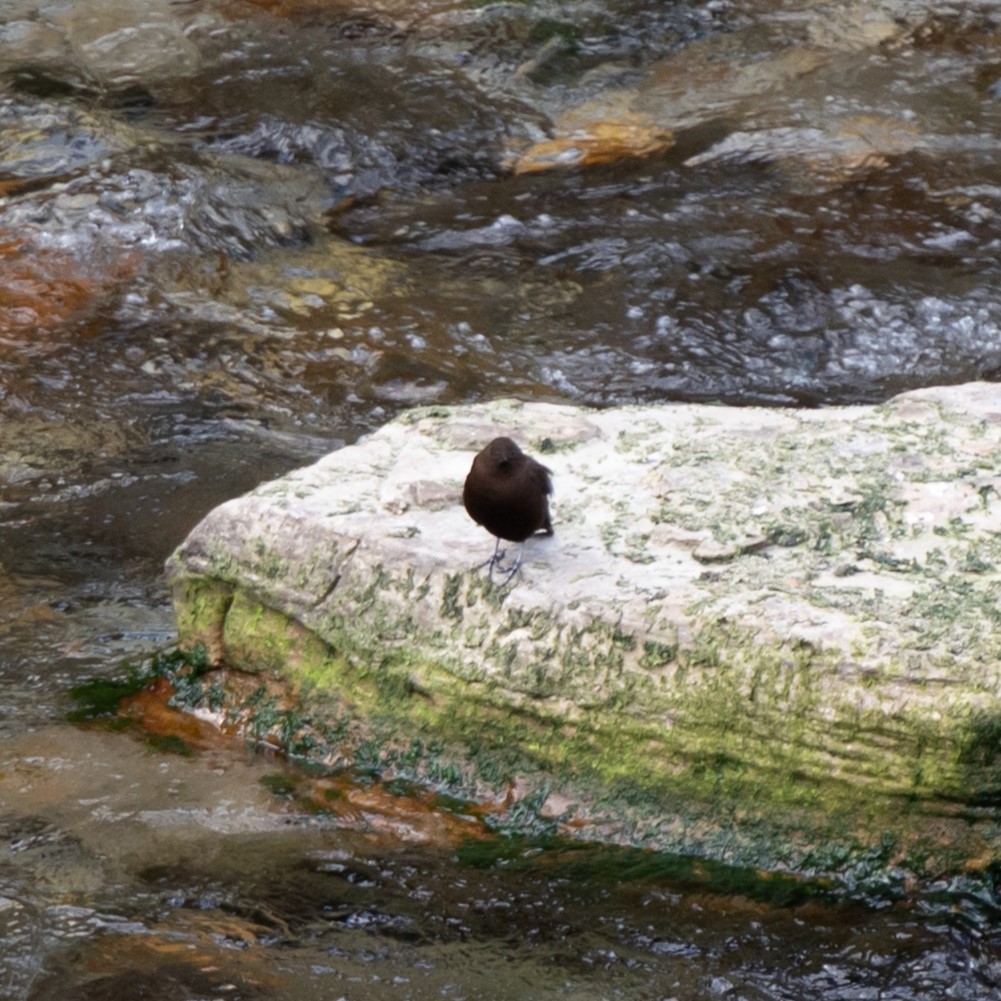 Brown Dipper - ML627169717